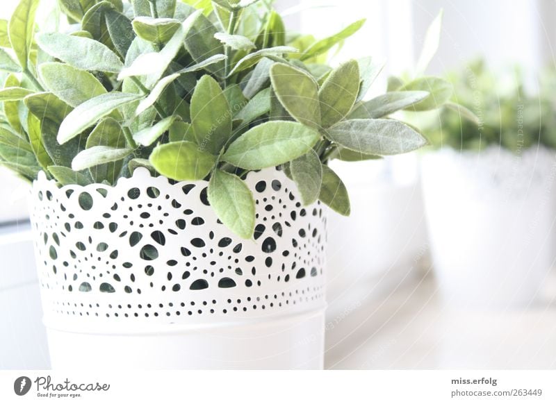 Nature in calyxes. Spring Plant Plastic Blossoming Fragrance To dry up Growth Authentic Simple Natural Positive Beautiful Green White Hope Belief Power Vase