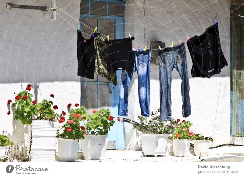 in the backyard House (Residential Structure) Clothing T-shirt Jeans White Dry Laundry Clothesline Clothes peg Hang up String Plant Flower Flowerpot Door
