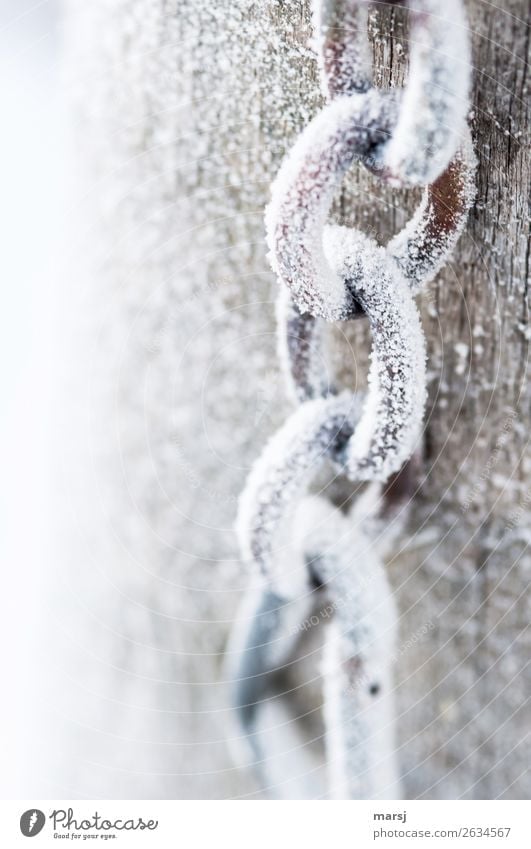Frozen Chain Winter Ice Frost Chain link Metal Steel Cold White Ice crystal Colour photo Subdued colour Exterior shot Close-up Deserted Copy Space left Morning