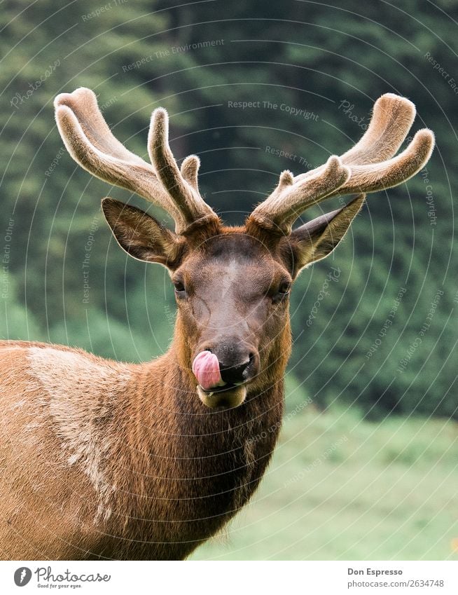 Hmm, yummy Environment Nature Animal Wild animal Elk 1 Looking Delicious Curiosity Contentment Lick Tongue hunter Deer Pelt Redwoods nationalpark Antlers
