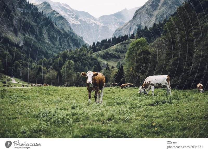 Allgäu cows Hiking Environment Nature Landscape Summer Meadow Alps Mountain Farm animal Group of animals Herd Observe Looking Curiosity Green Attentive