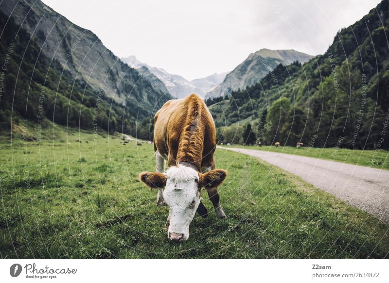 Allgäu / Trettlachtal / E5 Adventure Hiking Nature Landscape Storm clouds Weather Meadow Alps Mountain Cow To feed Stand Natural Brown Green Calm