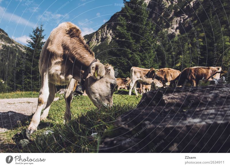 Cows in the Lechtal Alps Adventure Hiking Nature Landscape Meadow Mountain Farm animal 4 Animal Herd To feed Natural Green Together Calm Relationship Loneliness