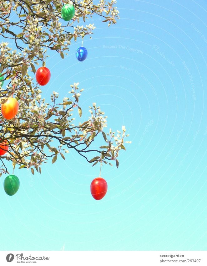happy Easter egg hunt. Plant Tree Bushes Kitsch Odds and ends Blue Multicoloured Yellow Green Red Colour photo Deserted Copy Space right Neutral Background