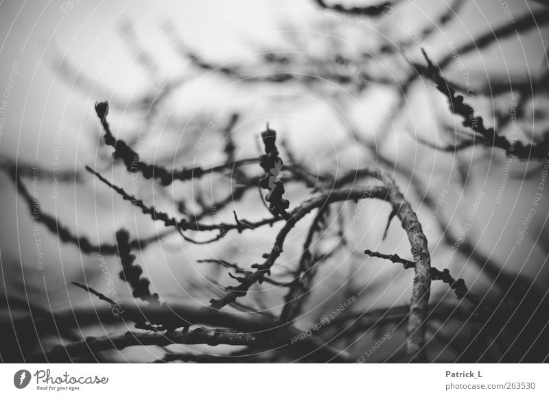 Spring?! Bushes Branch Blur Uniqueness Living thing Bright Dark Black Black & white photo Exterior shot Structures and shapes Contrast Deserted Leaf bud