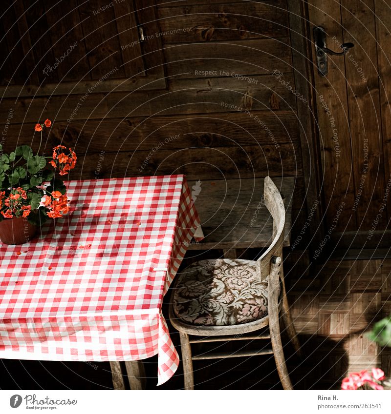 Diamond tablecloth (Idyll II ) Terrace Pot plant Red White Tablecloth Quaint Wooden hut Checkered Colour photo Exterior shot Deserted Light Shadow Wooden chair