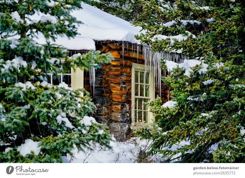 Winter in Canada Nature Plant Elements Ice Frost Snow Tree Forest Deserted Dream house Wall (barrier) Wall (building) Window Roof Wood Infinity Cold Blue Brown