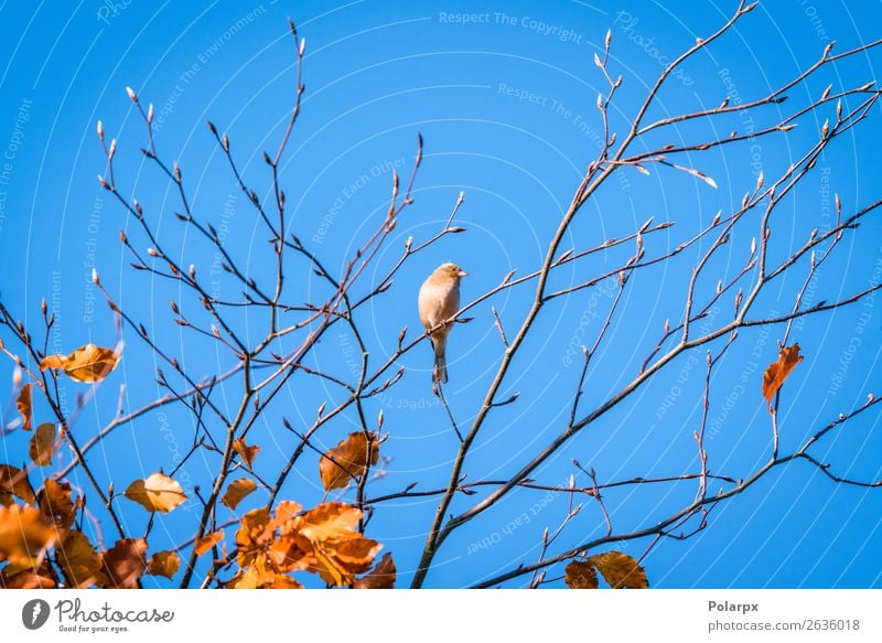 Single finch in a tree top in the fall Beautiful Life Man Adults Environment Nature Animal Sky Autumn Tree Park Forest Bird Sit Bright Small Natural Cute Wild