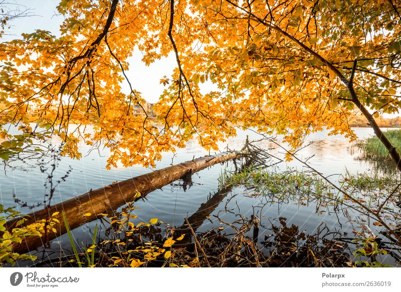 Wooden log hanging over a lake in the fall Beautiful Vacation & Travel Environment Nature Landscape Sky Autumn Tree Leaf Park Forest Pond Lake River Bright