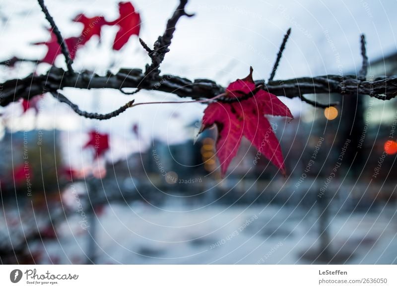 Red maple in Hafencity Nature Sky Autumn Bad weather Plant Tree Leaf Maple tree Maple leaf Harbor city Hamburg Town Port City Deserted Concrete Glass Esthetic
