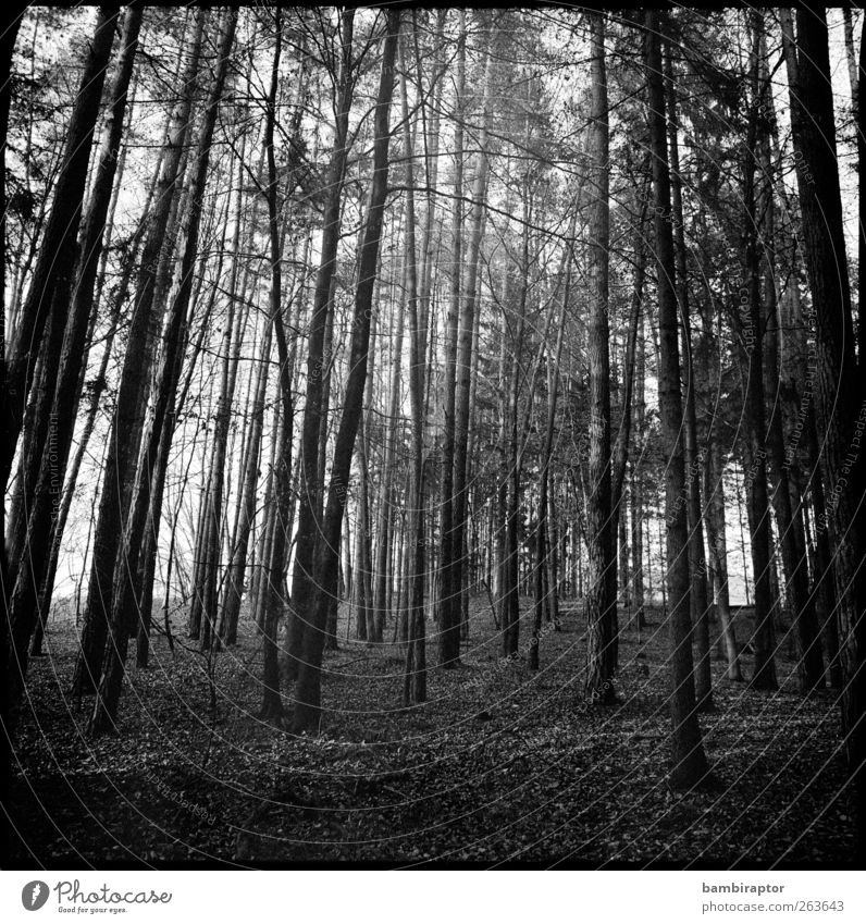 Trees I Environment Nature Landscape Plant Forest Far-off places Branch Analog Black & white photo Exterior shot Twilight Light Shadow Contrast Sunlight Sunbeam