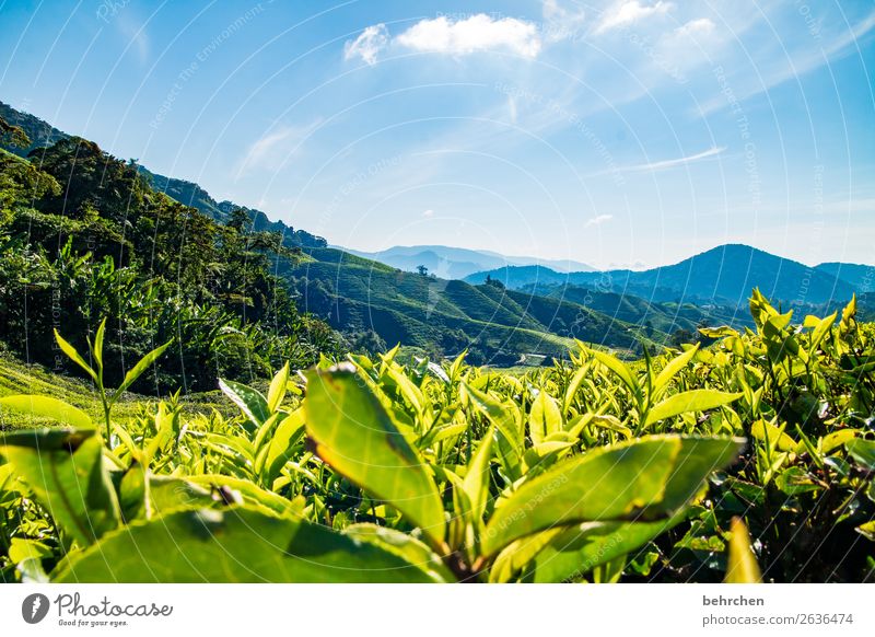 a pot of tea Vacation & Travel Tourism Trip Adventure Far-off places Freedom Nature Landscape Sky Clouds Beautiful weather Plant Agricultural crop Tea plants