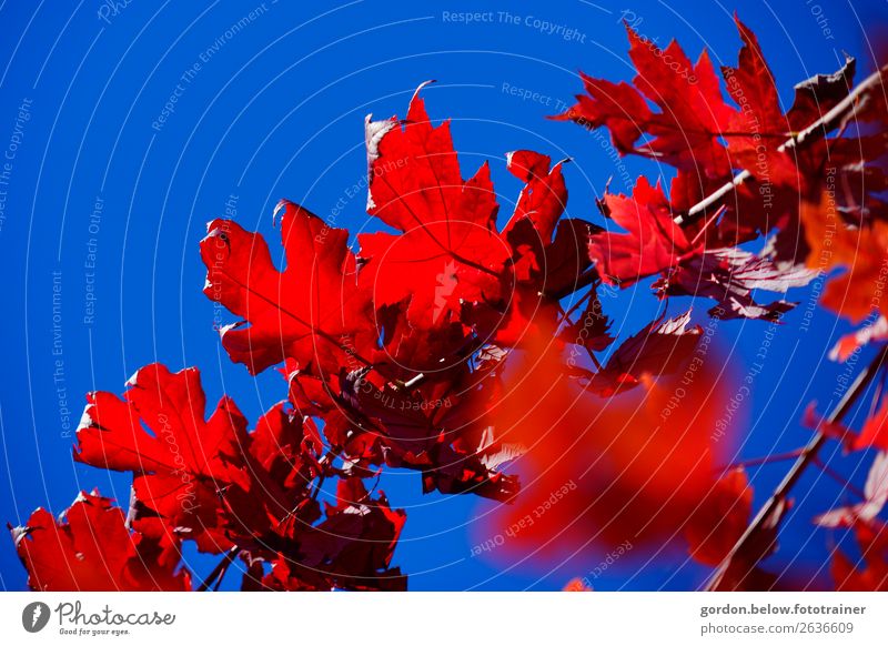 colour contrasts Nature Plant Sky Cloudless sky Autumn Beautiful weather Tree Deserted Wood Movement Strong Blue Brown Red Black Happy Joie de vivre (Vitality)