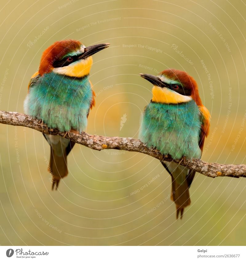 Couple of bee-eaters Exotic Beautiful Freedom Environment Nature Animal Park Bird Bee Love Small Wild Blue Yellow Green Red Colour Attachment wildlife colorful