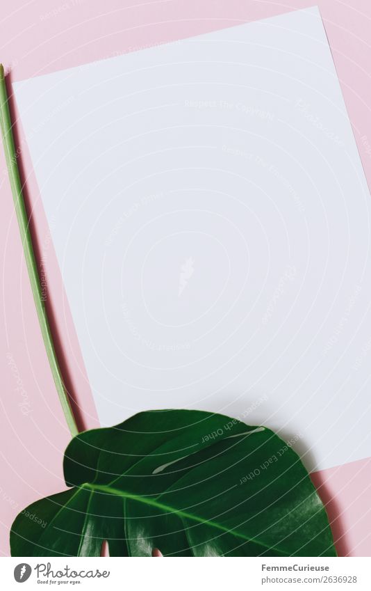 White sheet of paper & the leaf of a monstera on pink background Nature Creativity Design Esthetic Monstera Leaf Stalk Plant Part of the plant Foliage plant
