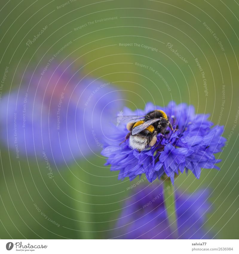 hardworking bumblebees Environment Nature Plant Animal Summer Flower Blossom Cornflower Field Wild animal Wing Bumble bee Insect 1 Work and employment