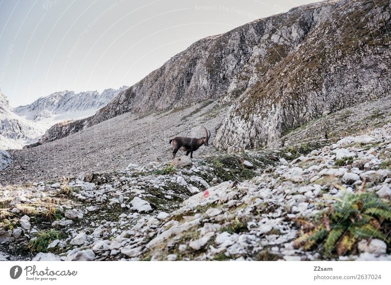 Capricorn | Seescharte at the E5 hiking trail Adventure Hiking Nature Landscape Rock Alps Mountain 1 Animal To feed Stand Natural Calm Loneliness Idyll