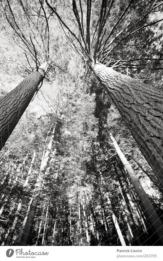 rising high Environment Nature Plant Elements Tree Forest Tall Esthetic Uniqueness Center point Worm's-eye view Tree bark Black & white photo Exterior shot