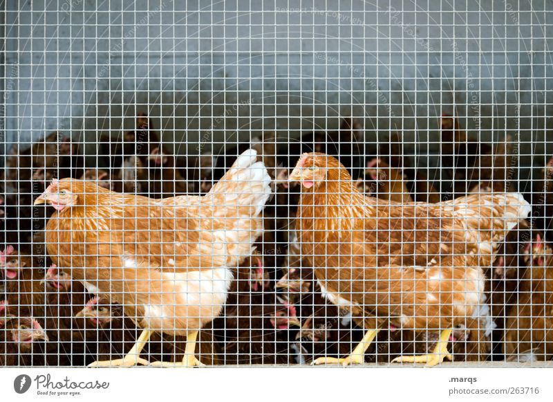 chicken Farm animal Barn fowl 2 Animal Group of animals Cage Together Livestock breeding Confine Many Bird Colour photo Close-up Deserted Copy Space top