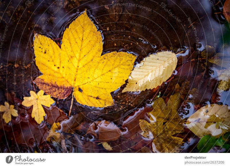 Autumn leaves in the brook Vacation & Travel Tourism Trip Adventure Hiking Environment Nature Landscape Plant Animal Water Bad weather Leaf Brook Esthetic Dark