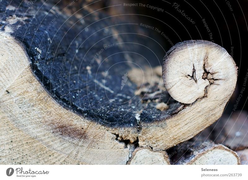 where planing takes place Environment Nature Plant Wood Natural Tree trunk Tree bark Distorted Colour photo Exterior shot Close-up Detail Abstract Pattern