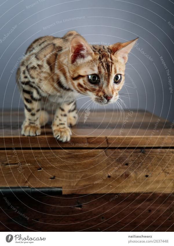 Bengal cat Animal Cat 1 Baby animal Table Wooden table Observe Discover Looking Wait Elegant Brash Friendliness Happiness Natural Curiosity Cute Beautiful Wild