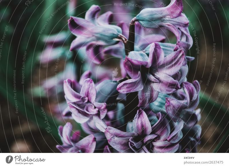 Close-up of an inflorescence of blue and lilac flowers of a hyacinthus orientalis Beautiful Summer Garden Decoration Gardening Nature Plant Spring Flower Leaf
