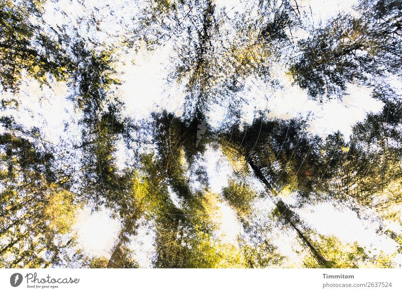 View to treetops Environment Nature Plant Sky Autumn Tree Forest Rotate Natural Blue Yellow Green Emotions Life Double exposure Tree trunk Leaf Deciduous tree