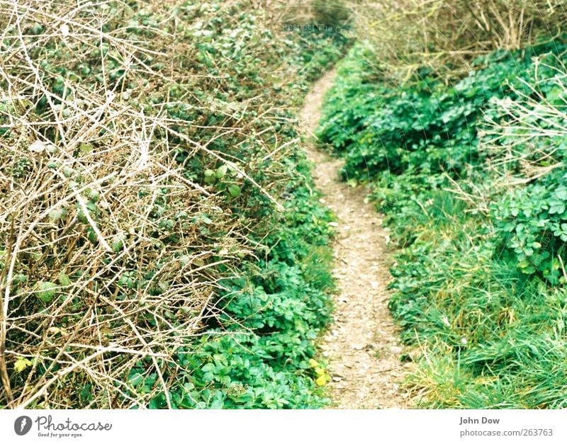beaten path Environment Nature Grass Bushes Lanes & trails Footpath Narrow Wiggly line Rural slowly Audacious Hillbilly Ethnic Lost Uninhabited Exterior shot