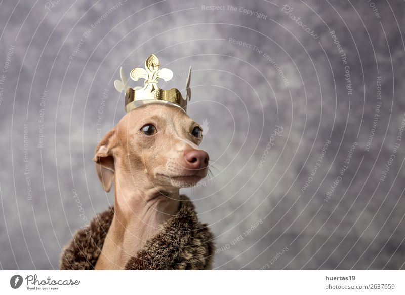Funny dog dressed as a wizard king. Christmas Happy Beautiful Feasts & Celebrations Christmas & Advent New Year's Eve Friendship Animal Pet Dog Friendliness