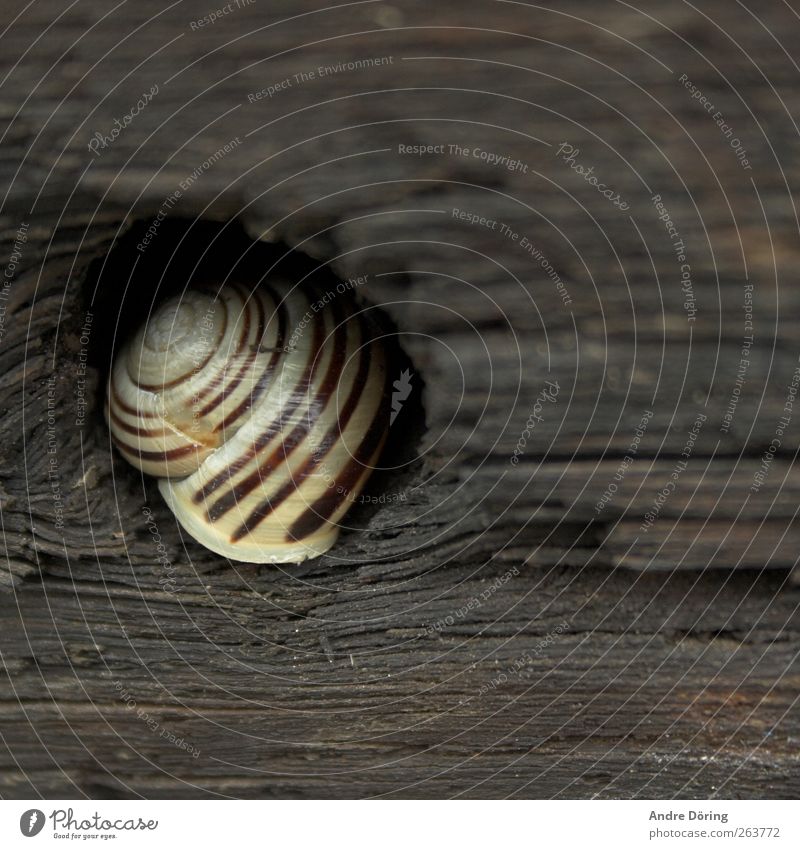 snail shell Animal Snail shell 1 Brown Yellow Gray Safety Protection Colour photo Exterior shot Detail Pattern Structures and shapes Deserted Copy Space right