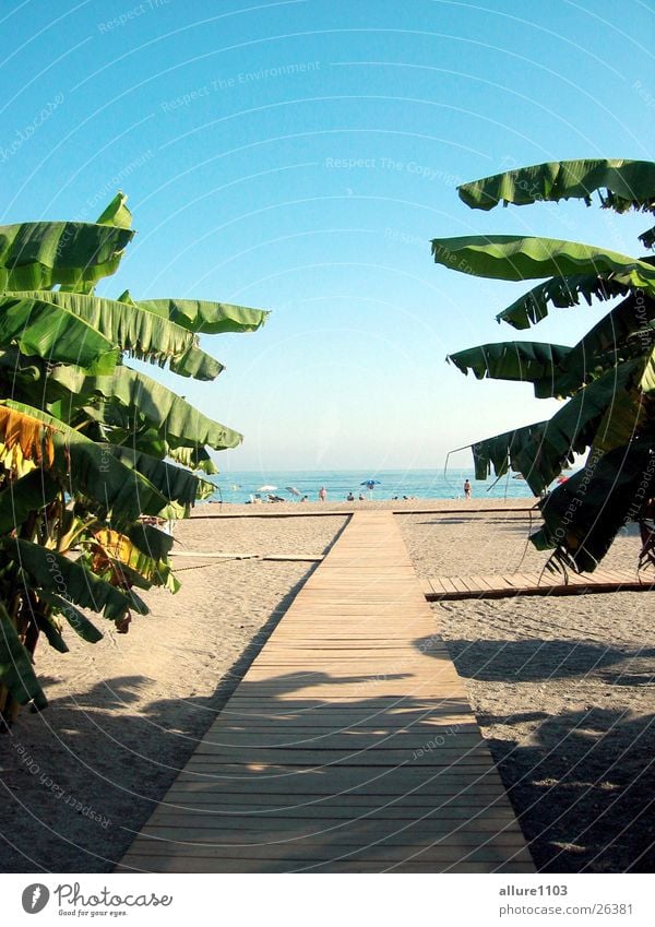 the beach Beach Spain Marbella Vacation & Travel Palm tree Ocean Europe Paradise Bay Swimming & Bathing