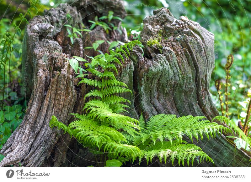 Tree trunk with fern, climate change, nature, habitat Nature Landscape Plant Earth Spring Summer Autumn Climate change Weather Beautiful weather Moss Ivy Fern