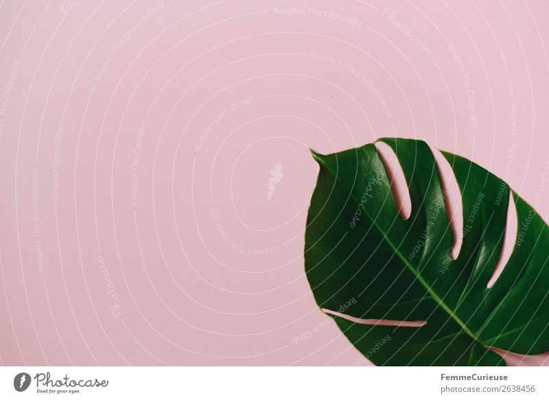 Leaf of a monstera plant on a pink background Nature Creativity Structures and shapes Design Pink Green Monstera Plant Part of the plant Paper Stationery Empty