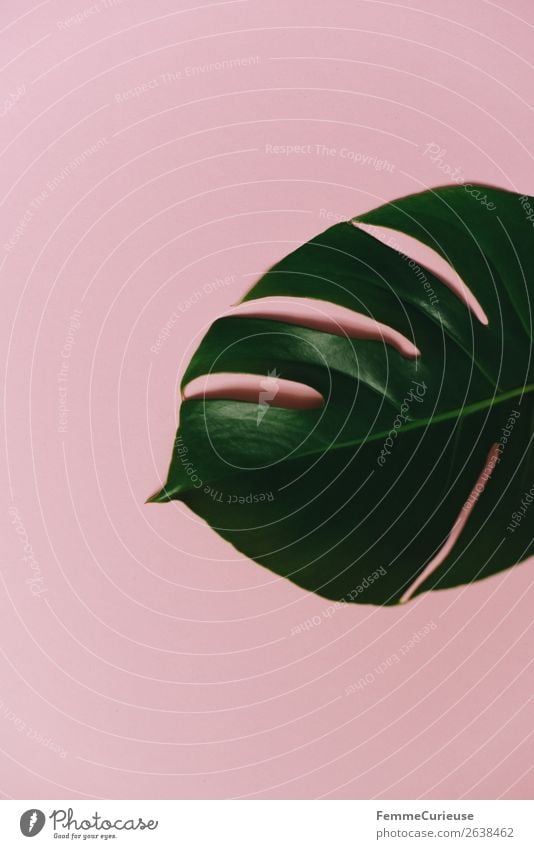 Leaf of a monstera plant on a pink background Nature Stationery Paper Creativity Monstera Plant Part of the plant Foliage plant Pink Green Decoration Design