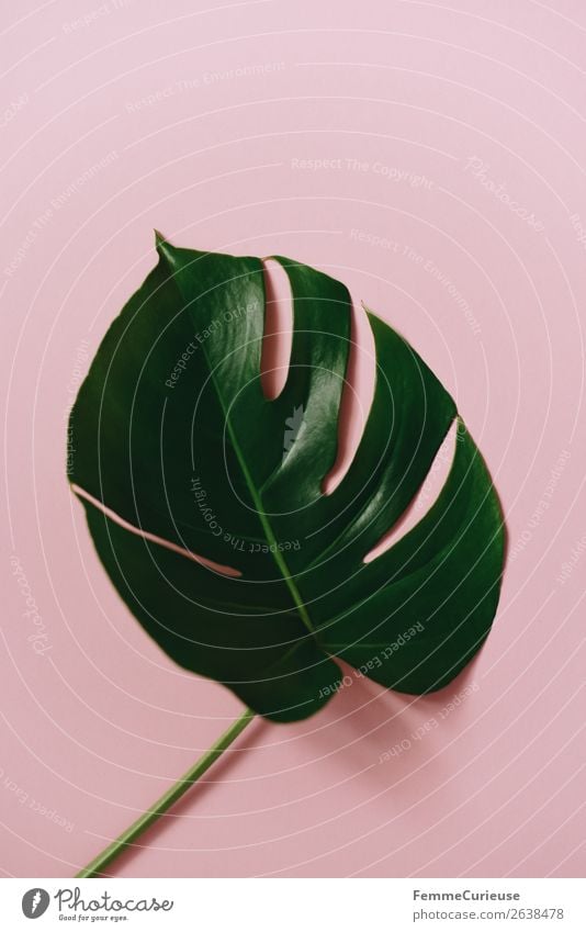 Leaf of a monstera plant on a pink background Stationery Paper Creativity Esthetic Design Structures and shapes Pink Green Monstera Plant Part of the plant
