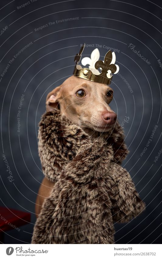 Funny dog dressed as a wizard king. Christmas Happy Beautiful Feasts & Celebrations Christmas & Advent Friendship Animal Pet Dog 1 Friendliness Happiness Brown