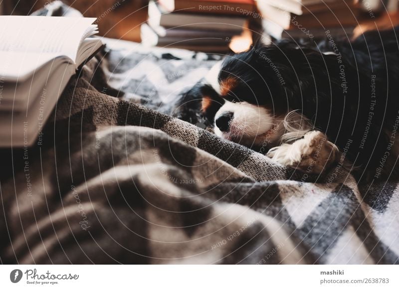 cozy winter home with dog sleeping on bed on warm blanket Tea Lifestyle Relaxation Leisure and hobbies Reading Winter House (Residential Structure) Book Autumn