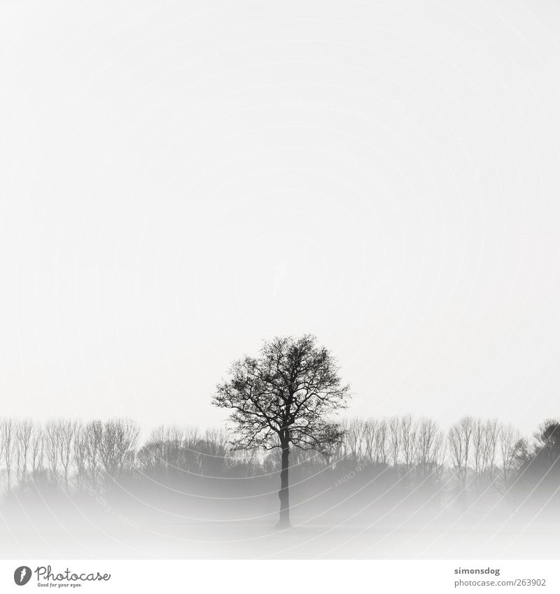no symmetry! Environment Nature Landscape Plant Winter Fog Ice Frost Tree Meadow Forest Thin Elegant Bright Cold Black White Emotions Moody Might Romance Calm