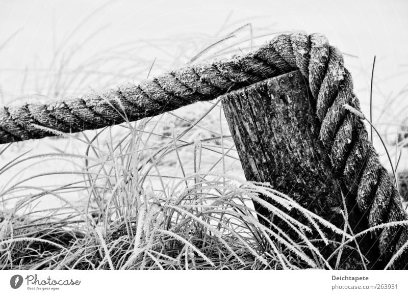 Cold Still Nature Water Winter Ice Frost Grass Coast North Sea Baltic Sea Rope Wood String Old Firm Black White Calm Unwavering Moody Black & white photo