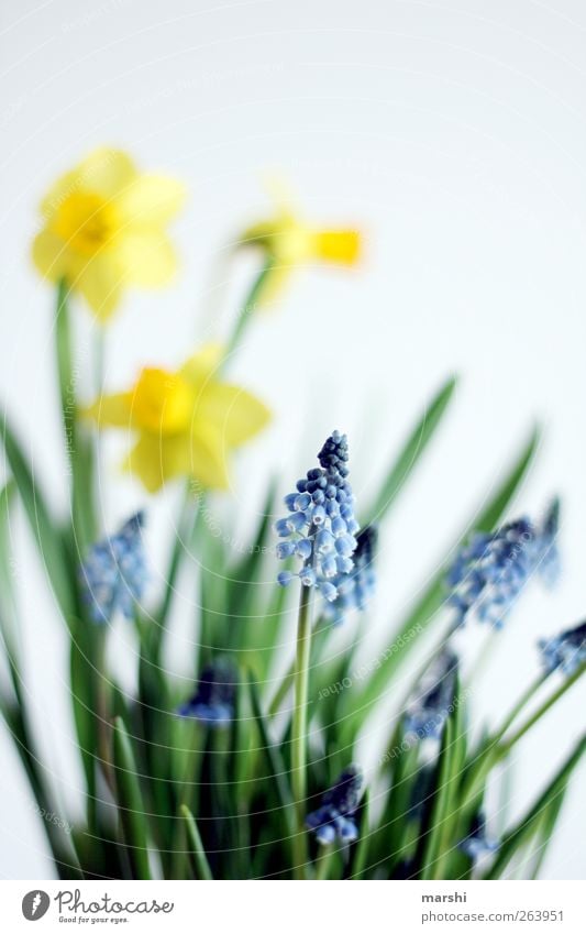 beginning of spring Nature Plant Flower Blossom Blue Yellow Green Wild daffodil Blur Spring Spring flower Narcissus Hyacinthus Muscari Colour photo