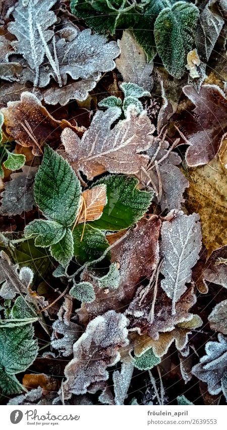 Winter is coming Nature Autumn Leaf Cold Brown Green Climate Ice crystal Hoar frost Colour photo Copy Space top Copy Space bottom Copy Space middle