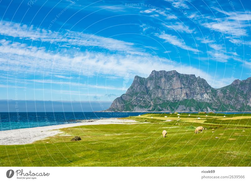 Utakleiv Beach on the Lofoten in Norway Vacation & Travel Summer Ocean Mountain Agriculture Forestry Environment Nature Landscape Water Clouds Grass Meadow Rock