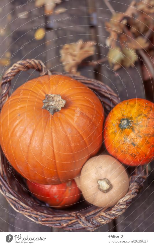 Pumpkin basket in daylight Food Vegetable Nutrition Basket Healthy Eating Thanksgiving Hallowe'en Nature Autumn Agricultural crop Wood Authentic Fresh Delicious