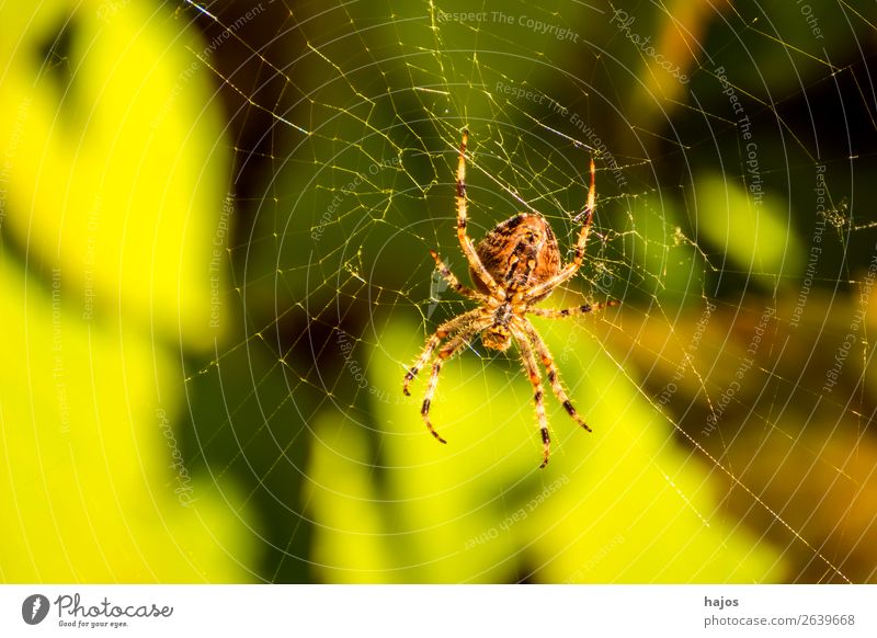 Spider in her web Internet Nature Animal 1 Yellow Green Spider's web Bright Sun fauna Insect Autumn sits Close-up Colour photo Exterior shot