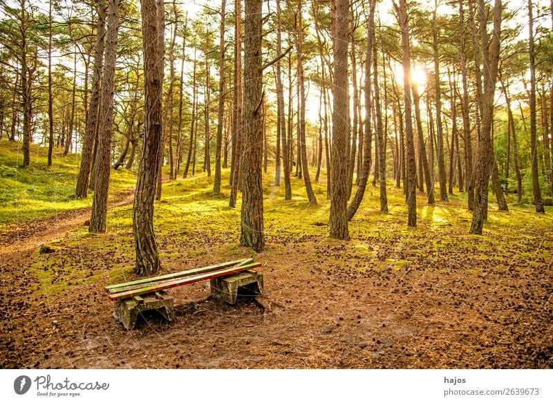 Pine forest at the Baltic Sea with bank Nature Flower Coast Bright Forest pines pine forest Scots pines Bench Green Poland counterpart sunny Autumn Colour photo