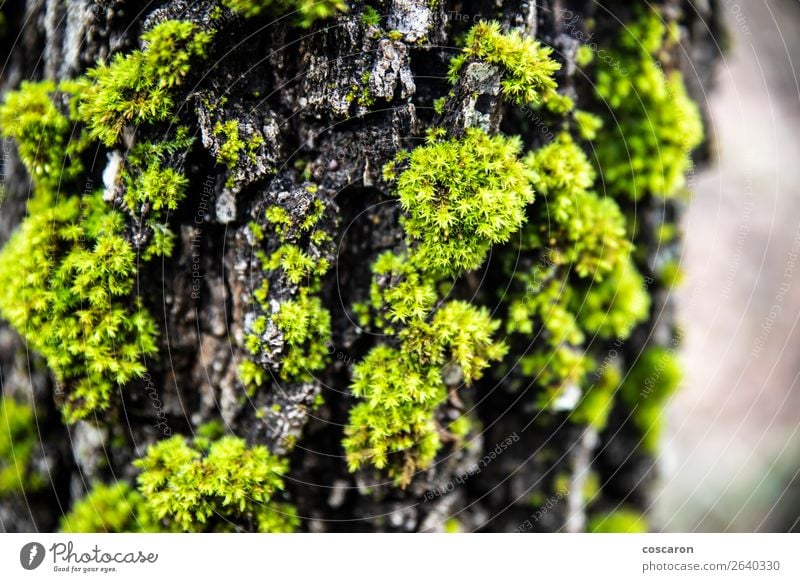 Close up of a moss in a trunk Design Beautiful Life Summer Wallpaper Environment Nature Plant Tree Flower Grass Moss Leaf Forest Old Growth Fresh Wet Natural