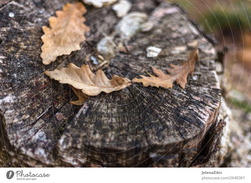 Oak leaves on the old stump in autumn Beautiful Wallpaper Environment Nature Plant Autumn Tree Leaf Park Forest Wood Old Dark Bright Natural Brown Yellow Gold