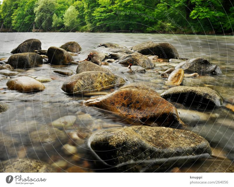 Stones in the riverbed Environment Nature Water Sun Sunlight Summer Beautiful weather Tree River bank Brook Glittering Wild Soft Brown Gray Green Red Flow