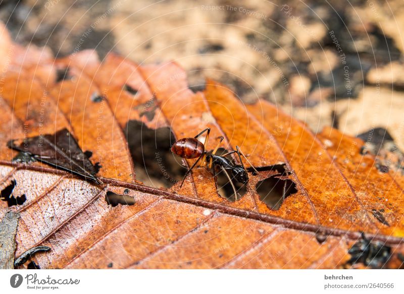 even holes do not last forever | leaf feeding rainforest Forest Diligent Insect Wilderness animals Ant River Virgin forest giant ant Leaf foliage Animal